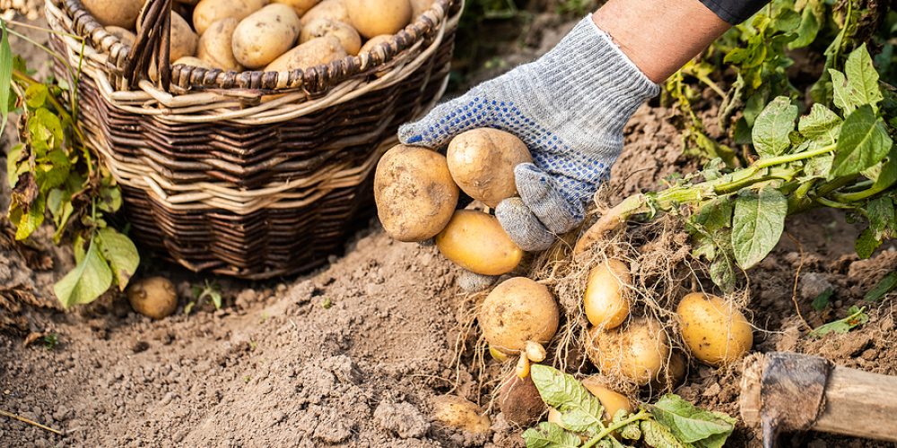 The Importance Of Fresh Ingredients In Cooking