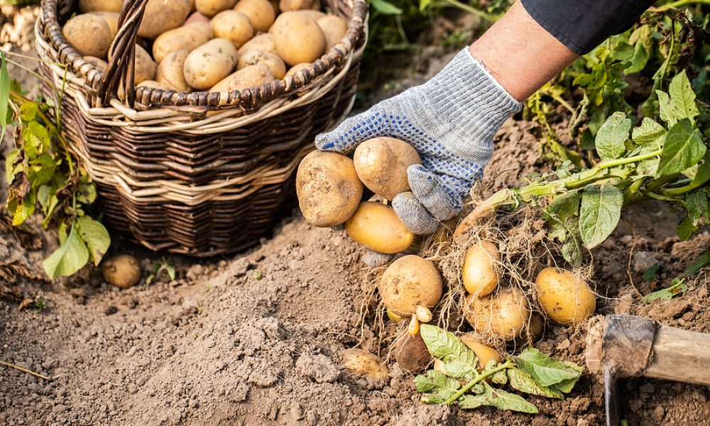 The Importance Of Fresh Ingredients In Cooking